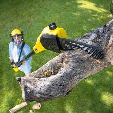 Organic Lawn Care Solutions in Gunter, TX