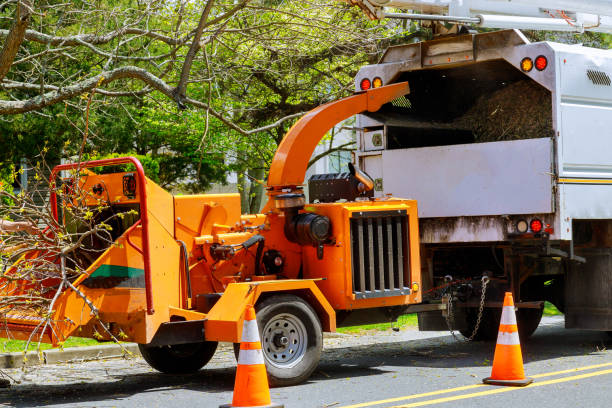 Why Choose Our Tree Removal Services in Gunter, TX?